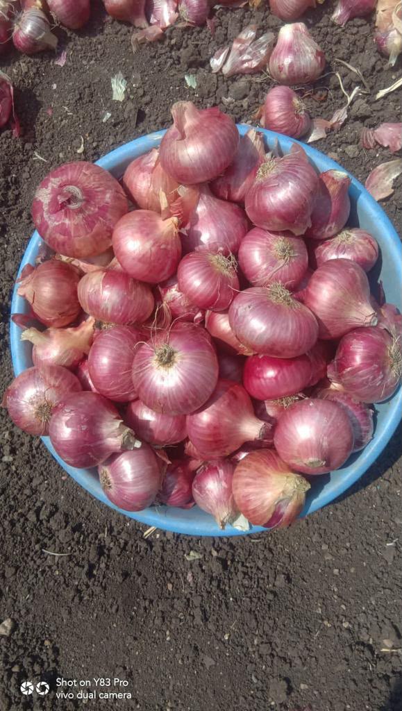 Fresh red onions in a bowl